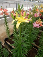 [4002 Summer Breeze No01.JPG]